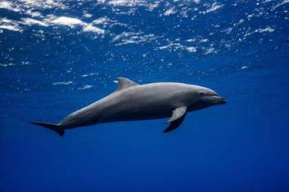 Picture of DOLPHIN