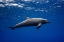Picture of DOLPHIN