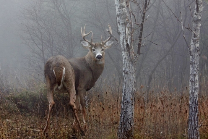 Picture of WHITE-TAILED BUCK - IN THE AUTUMN FOG