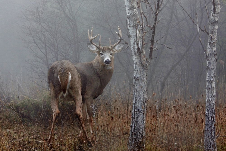 Picture of WHITE-TAILED BUCK - IN THE AUTUMN FOG