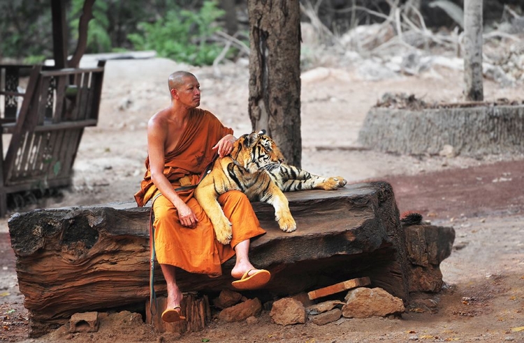 Picture of BUDDHA ADHERENTS