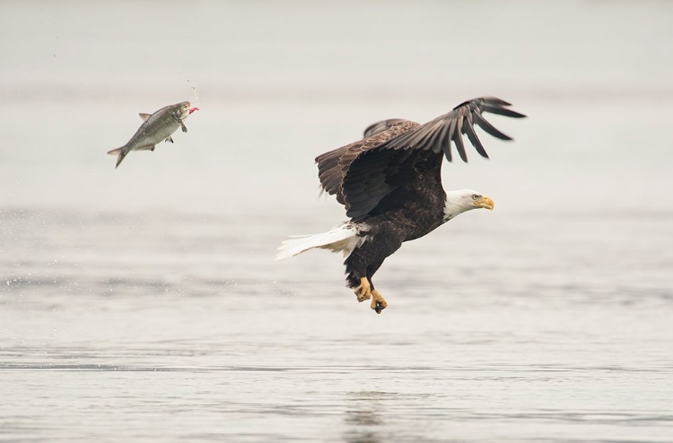 Picture of FLYING TOGETHER