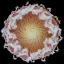 Picture of PROTEA