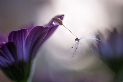 Picture of PURPLE RAIN