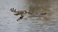 Picture of SUCCESSFUL CATCH