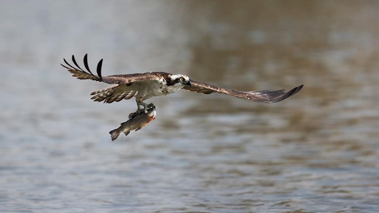 Picture of SUCCESSFUL CATCH