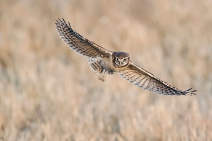 Picture of BABY BURROWING OWL