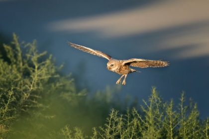 Picture of BURROWING OWL