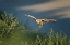 Picture of BURROWING OWL