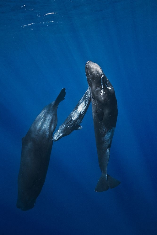 Picture of SPERM WHALE FAMILY