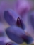 Picture of PURPLE HEART