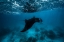Picture of MANTA RAY