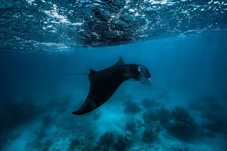 Picture of MANTA RAY