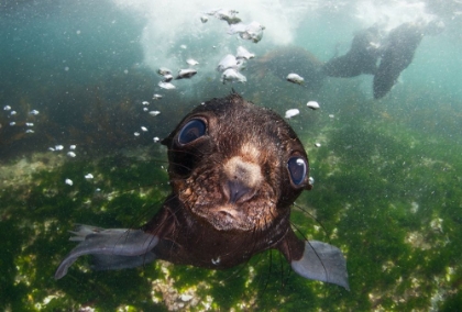 Picture of BABY OF THE SEA