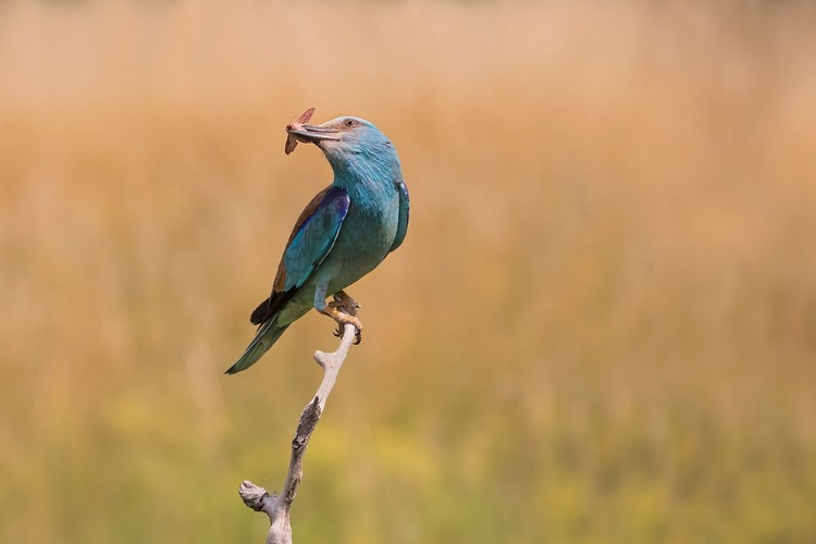 Picture of HAPPY ROLLER