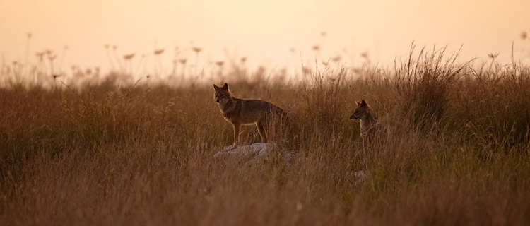 Picture of DUSK JACKALS