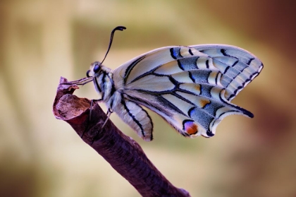 Picture of BASKING