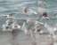 Picture of BIRDS