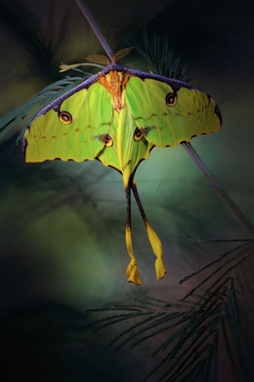 Picture of MOON MOTH