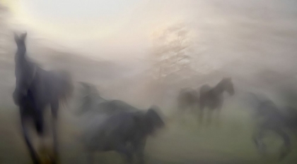 Picture of HORSES