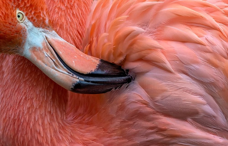 Picture of FLAMINGO CLOSE UP