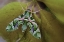 Picture of CRYPTIC