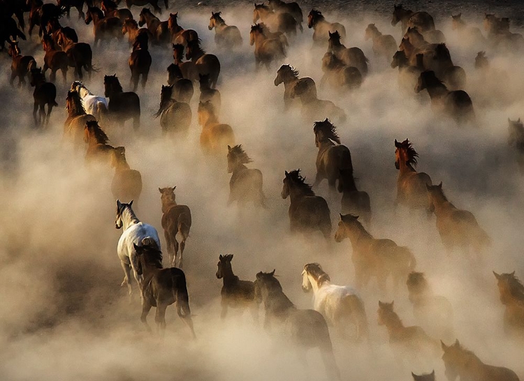 Picture of WILD HORSES