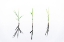 Picture of IDEOGRAMS