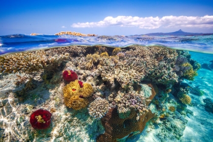 Picture of MAYOTTE : THE REEF