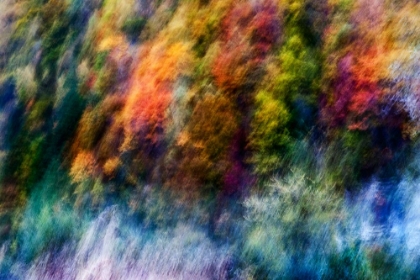 Picture of COLORFUL FOREST