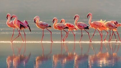 Picture of FLAMINGO