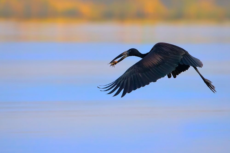 Picture of OPENBILL STORK