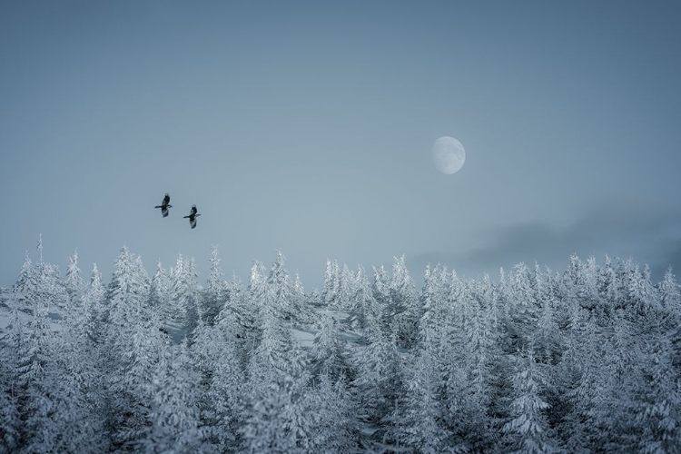 Picture of FROZEN MOON