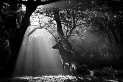 Picture of LIGHT AND DEER