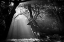Picture of LIGHT AND DEER