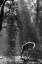 Picture of A FAWN IN THE FOREST