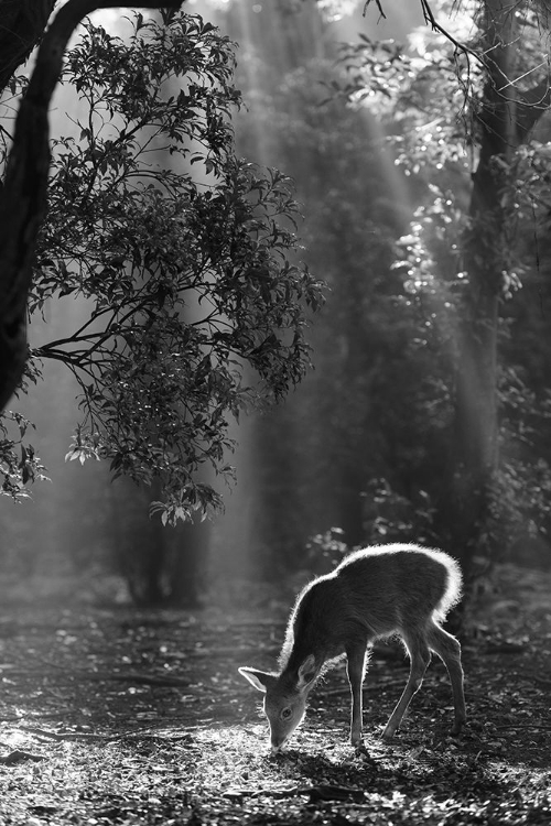 Picture of A FAWN IN THE FOREST