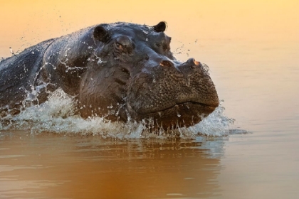 Picture of THE RISE OF THE HIPPO