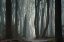 Picture of FOLLOW YOUR OWN WAY