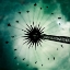 Picture of DANDELION
