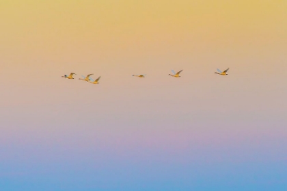 Picture of SUNSET FLYING