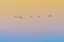 Picture of SUNSET FLYING