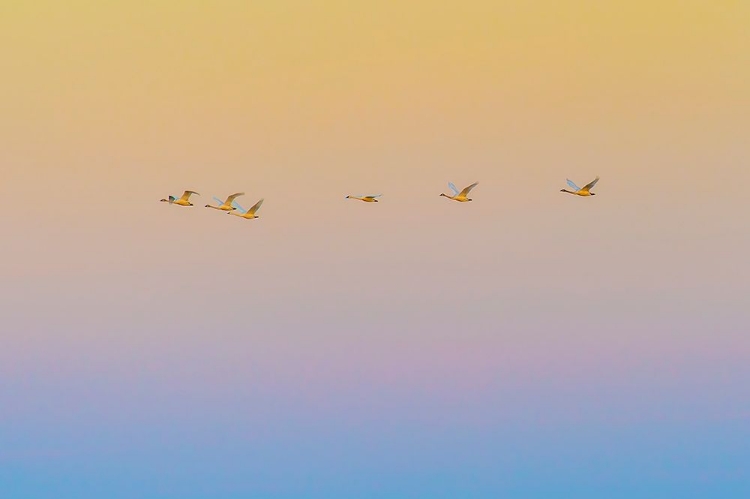 Picture of SUNSET FLYING