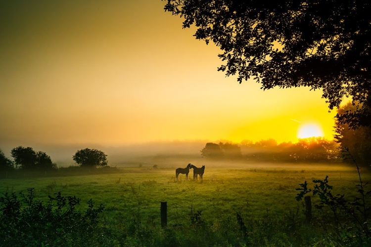 Picture of ROMANTIK IN DER MORGENSTUNDE.