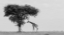 Picture of THE WILD