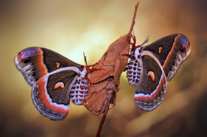 Picture of ROBIN MOTHS