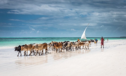 Picture of MASAI CATTLE ON ZANZIBAR BEACH