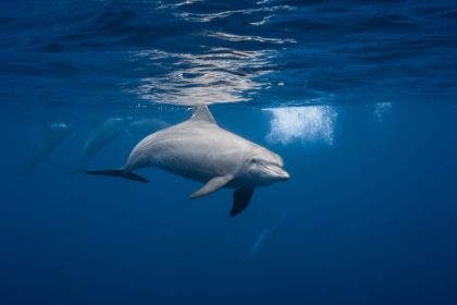 Picture of CURIOUS DOLPHIN