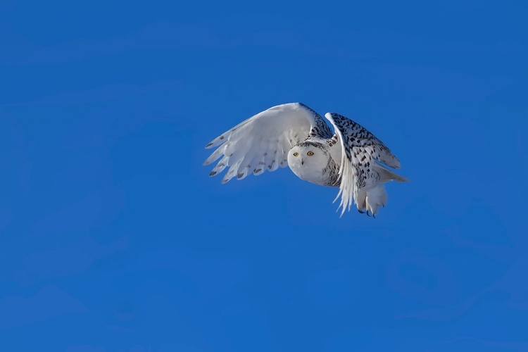 Picture of SNOWY OWL