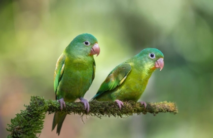 Picture of PAIR O' PARAKEETS